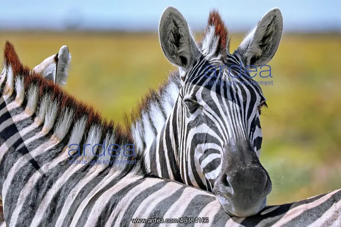 : Plains Zebra, Etosha NP, Namibia, Africa : Plains Zebra, Etosha NP, Namibia, Africa