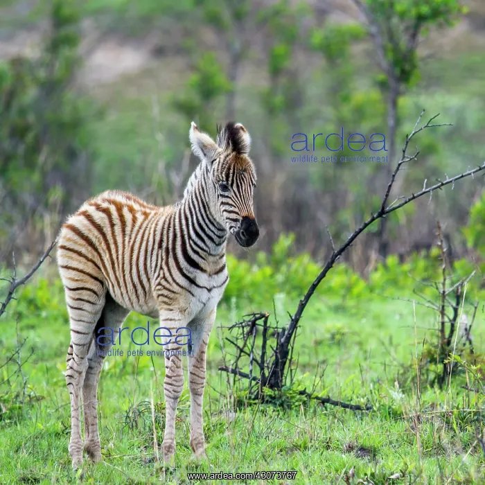 : Plains zebra foal in Kruger National Park, South : Plains zebra foal in Kruger National Park, South