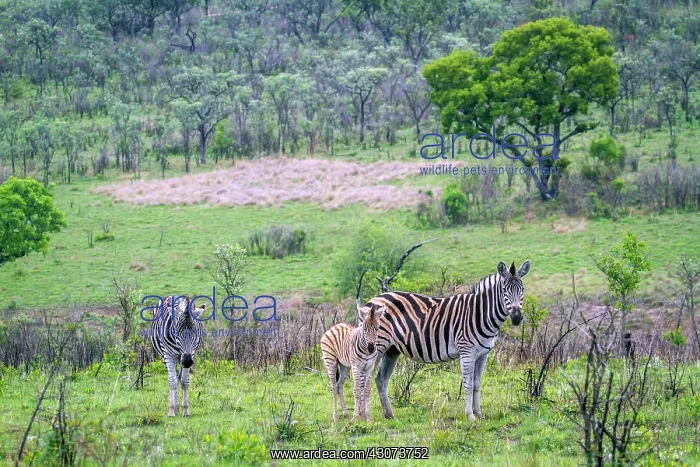 : Plains zebra in Kruger National park, South Africa : Plains zebra in Kruger National park, South Africa