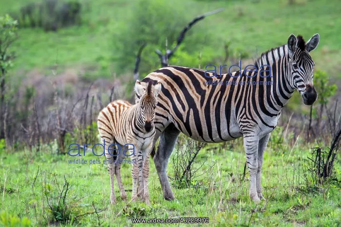 : Plains zebra in Kruger National park, South Africa : Plains zebra in Kruger National park, South Africa