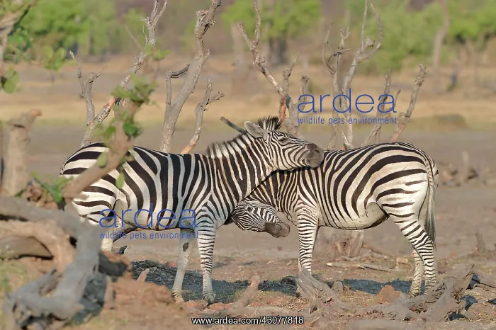 : Plains Zebras (Equus burchelli) clash between two : Plains Zebras (Equus burchelli) clash between two