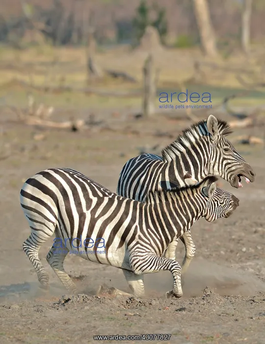 : Plains Zebras (Equus burchelli) clash between two : Plains Zebras (Equus burchelli) clash between two