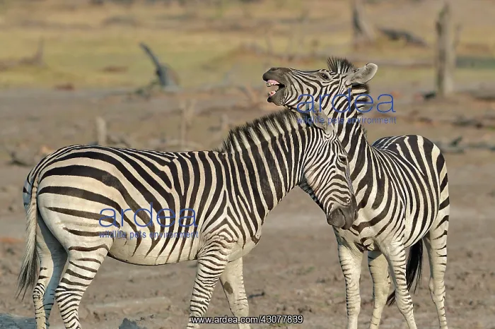 : Plains Zebras (Equus burchelli) clash between two : Plains Zebras (Equus burchelli) clash between two