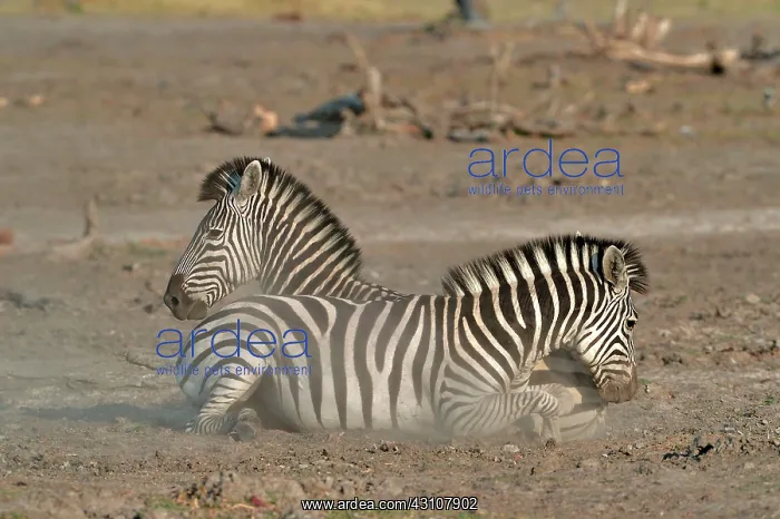  : Plains Zebras (Equus burchelli) clash between two