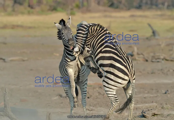 : Plains Zebras (Equus burchelli) clash between two : Plains Zebras (Equus burchelli) clash between two