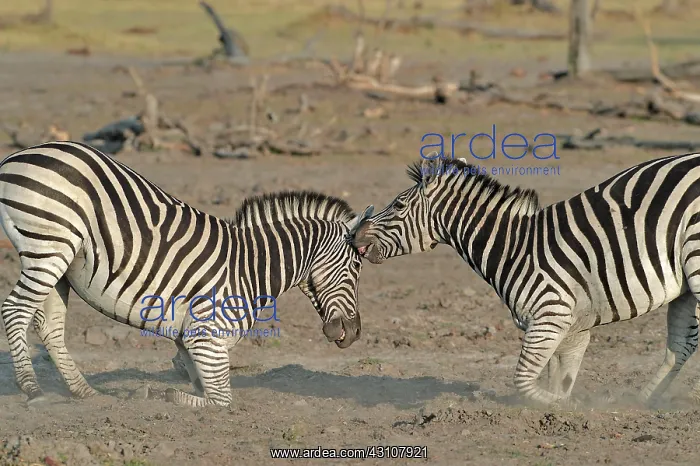 : Plains Zebras (Equus burchelli) clash between two : Plains Zebras (Equus burchelli) clash between two