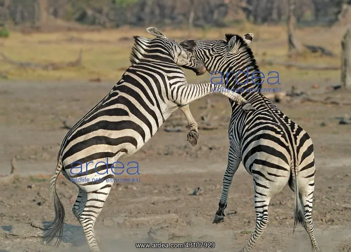 : Plains Zebras (Equus burchelli) clash between two : Plains Zebras (Equus burchelli) clash between two