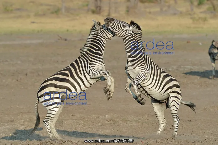 : Plains Zebras (Equus burchelli) clash between two : Plains Zebras (Equus burchelli) clash between two