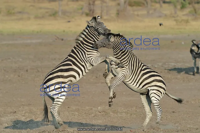 : Plains Zebras (Equus burchelli) clash between two : Plains Zebras (Equus burchelli) clash between two