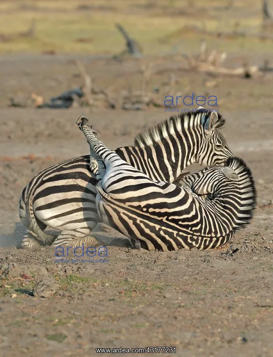 : Plains Zebras (Equus burchelli) clash between two : Plains Zebras (Equus burchelli) clash between two