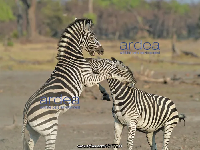 : Plains Zebras (Equus burchelli) clash between two : Plains Zebras (Equus burchelli) clash between two