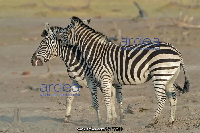 : Plains Zebras (Equus burchelli) clash between two : Plains Zebras (Equus burchelli) clash between two