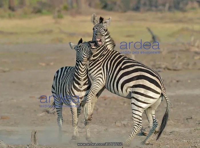 : Plains Zebras (Equus burchelli) clash between two : Plains Zebras (Equus burchelli) clash between two