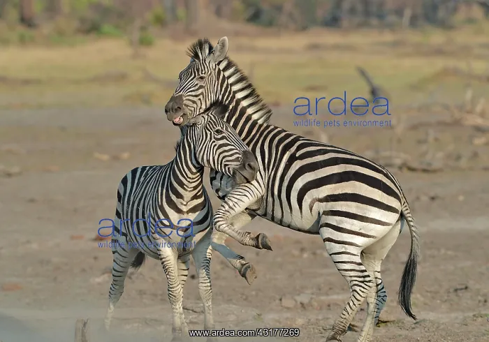 : Plains Zebras (Equus burchelli) clash between two : Plains Zebras (Equus burchelli) clash between two