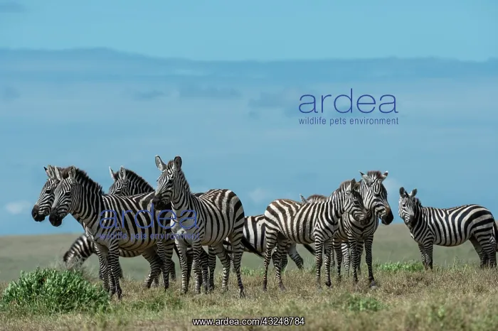 : Plains zebras (Equus quagga), Ndutu, Ngorongoro : Plains zebras (Equus quagga), Ndutu, Ngorongoro