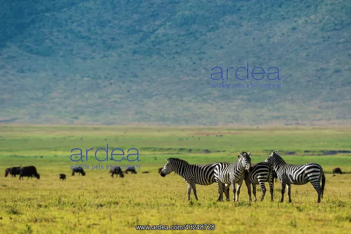: Plains zebras (Equus quagga), Ngorongoro crater : Plains zebras (Equus quagga), Ngorongoro crater