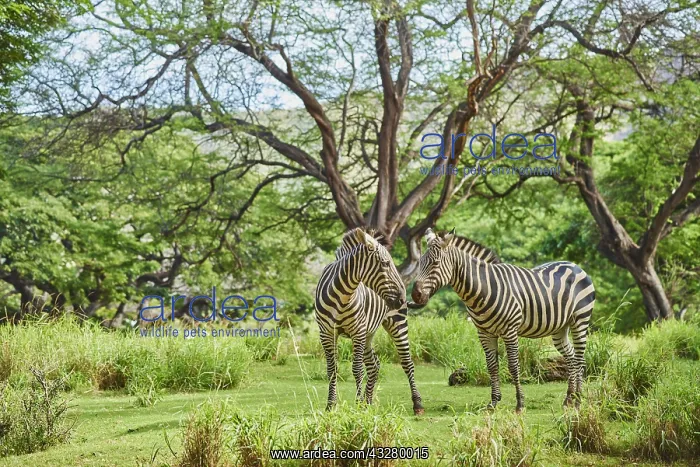 : Plains zebras (Equus quagga) in savanna, captive : Plains zebras (Equus quagga) in savanna, captive
