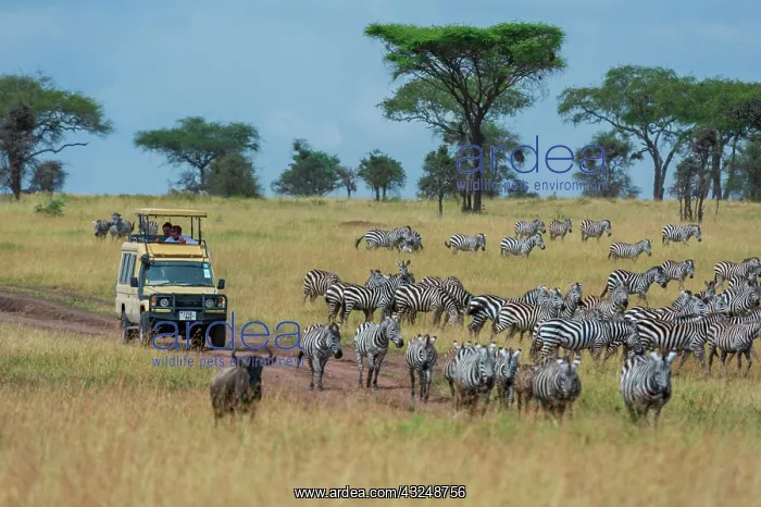: Plains zebras (Equus quagga), Seronera, Serengeti : Plains zebras (Equus quagga), Seronera, Serengeti