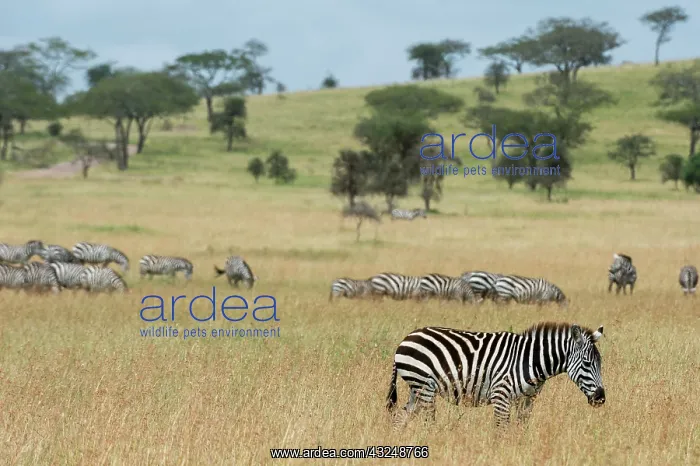 : Plains zebras (Equus quagga), Seronera, Serengeti : Plains zebras (Equus quagga), Seronera, Serengeti