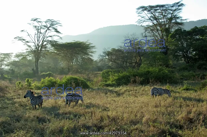 : Plains Zebras - feeding in Yellow-barked Acacia Forest : Plains Zebras - feeding in Yellow-barked Acacia Forest