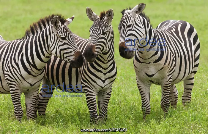 : Plains zebras, Ngorongoro Conservation Area : Plains zebras, Ngorongoro Conservation Area