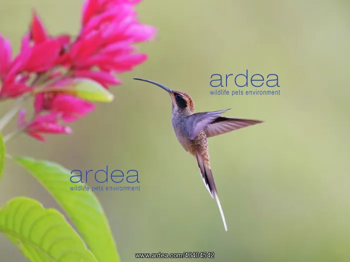 : Planalto Hermit feeding at flower Phaethornis pretrei : Planalto Hermit feeding at flower Phaethornis pretrei