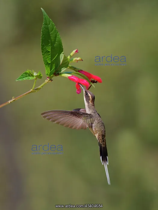 : Planalto Hermit feeding at flower Phaethornis pretrei : Planalto Hermit feeding at flower Phaethornis pretrei