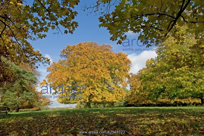 : Plane and beech trees - in golden yellow autumn colours : Plane and beech trees - in golden yellow autumn colours