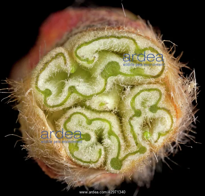 : Plane Tree - cross-section of bud : Plane Tree - cross-section of bud