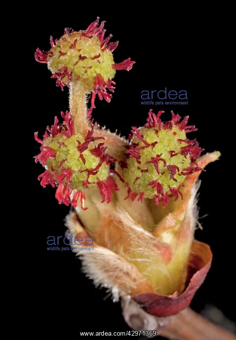 : Plane Tree - floral bud in spring : Plane Tree - floral bud in spring