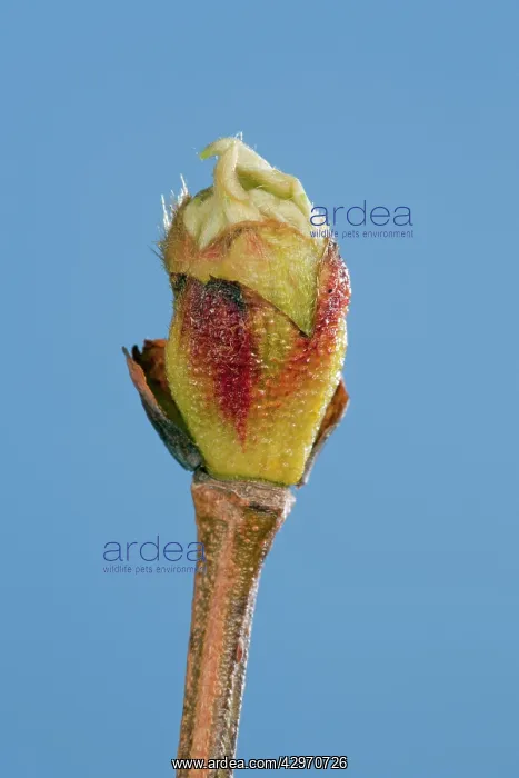 : Plane Tree - leaf bud opening in spring : Plane Tree - leaf bud opening in spring