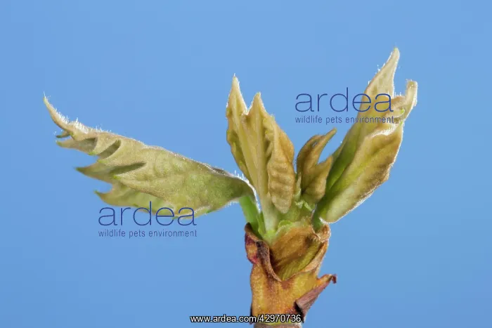 : Plane Tree - leaf bud opening in spring : Plane Tree - leaf bud opening in spring
