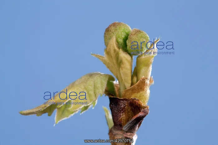 : Plane Tree - leaf and flower bud opening in spring : Plane Tree - leaf and flower bud opening in spring