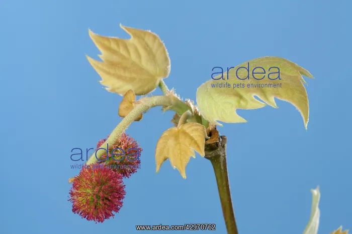 : Plane Tree - leaf and flower bud opening in spring : Plane Tree - leaf and flower bud opening in spring