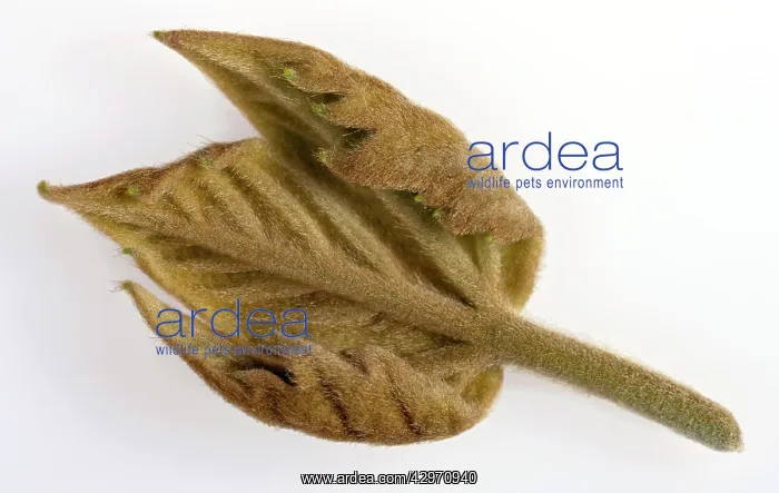 : Plane Tree - young leaf : Plane Tree - young leaf