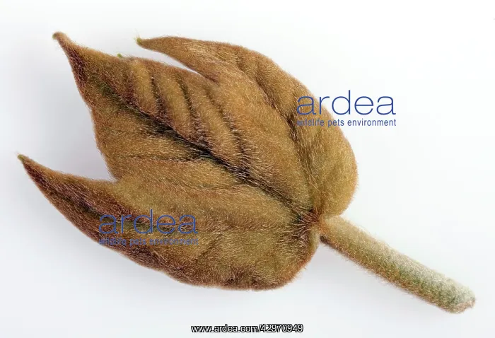: Plane Tree - young leaf : Plane Tree - young leaf