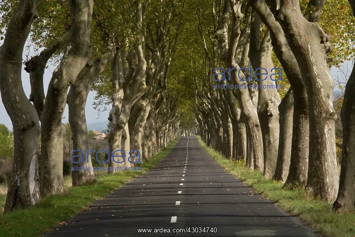 : Plane Trees long avenue of trees by road near St : Plane Trees long avenue of trees by road near St