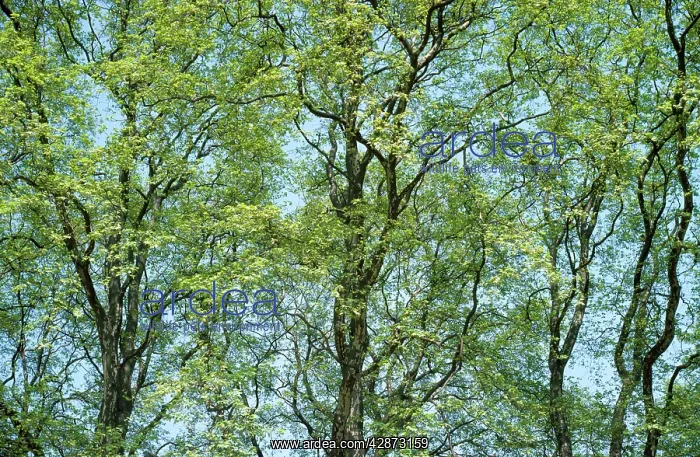 : Plane trees - in spring : Plane trees - in spring