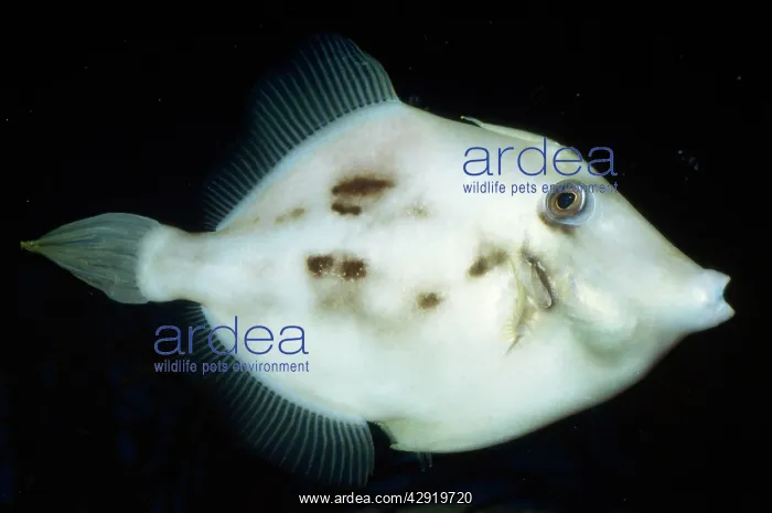 : Planehead Filefish : Planehead Filefish