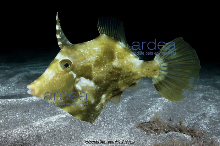 : Planehead filfish (Stephanolepis hispidus). Fish : Planehead filfish (Stephanolepis hispidus). Fish