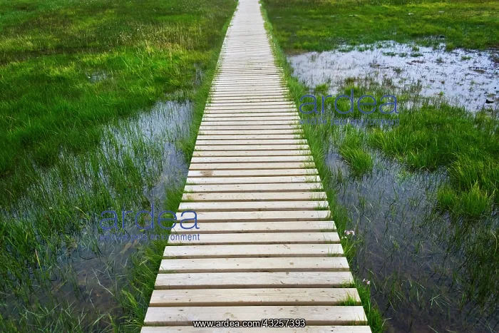 : A plank pathway in Landmannalaugar, Iceland : A plank pathway in Landmannalaugar, Iceland
