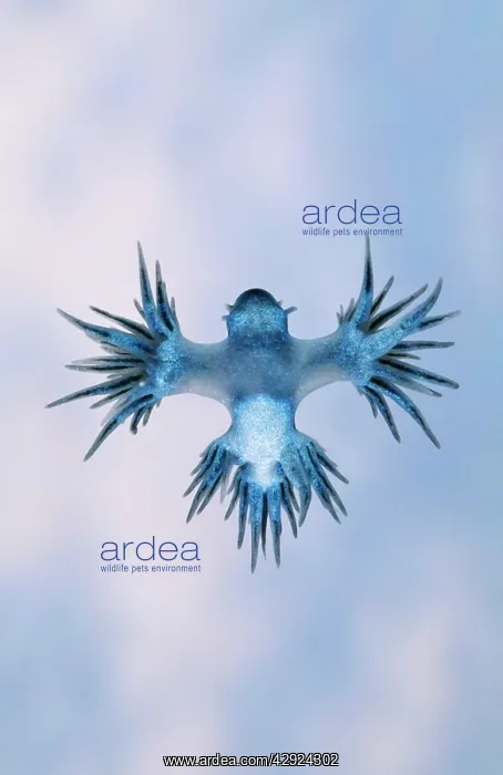 : Plankton Sea Slug - Glaucus : Plankton Sea Slug - Glaucus