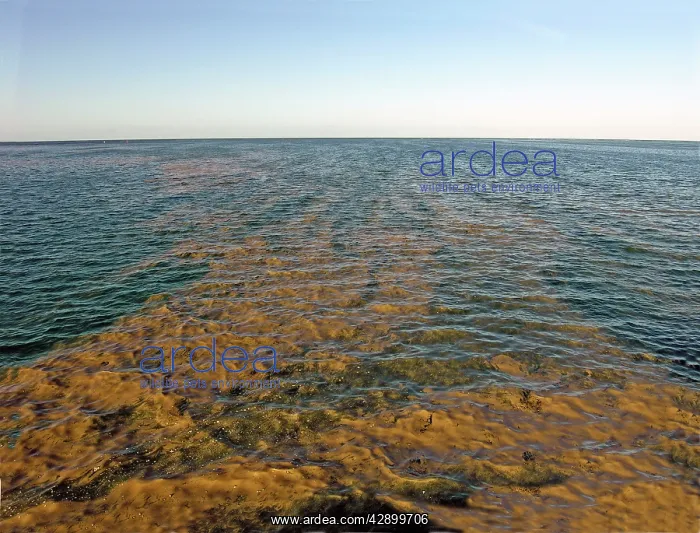 : Planktonic algae - Seen from above Trico, an algae : Planktonic algae - Seen from above Trico, an algae