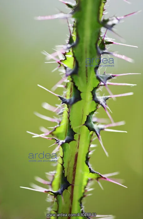 : Plant : Plant