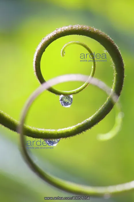: Plant : Plant