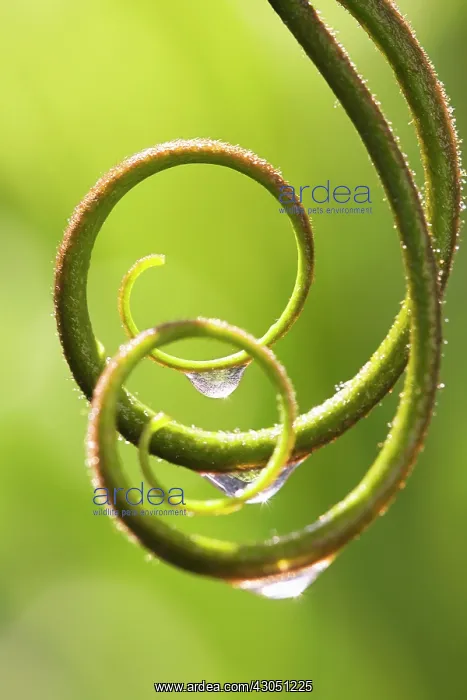  : Plant