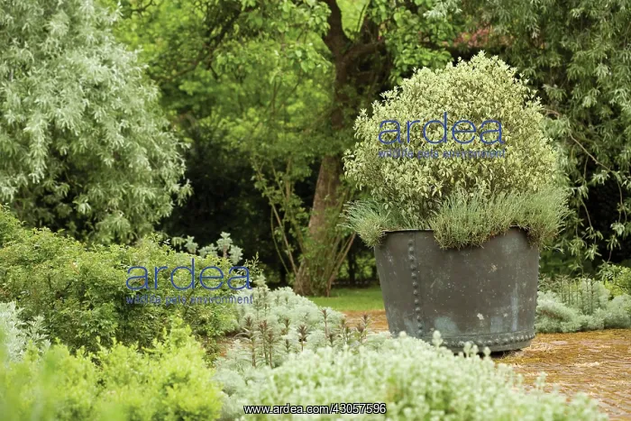 : Plant : Plant