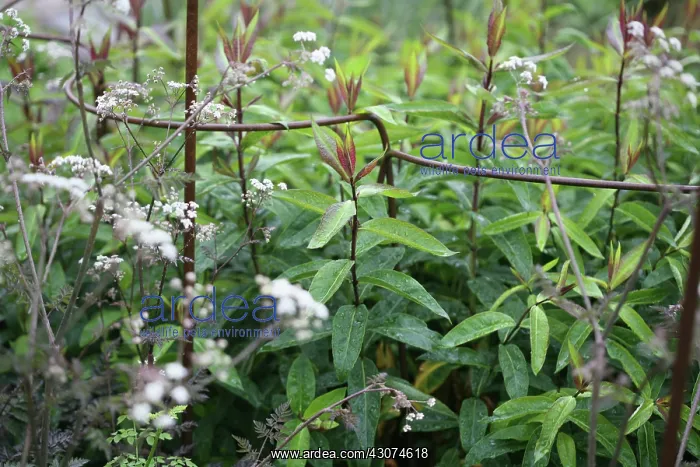 : Plant : Plant