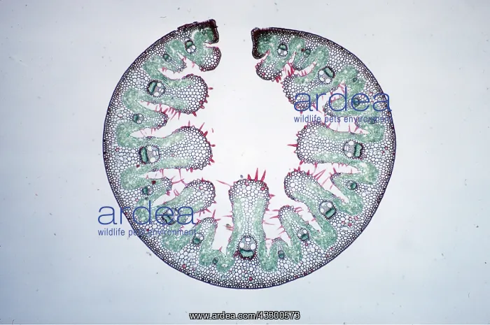 : PLANT ANATOMY - Marram leaf transverse section : PLANT ANATOMY - Marram leaf transverse section