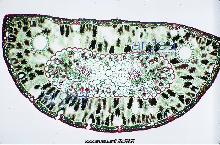 : PLANT ANATOMY - pine needle transverse section : PLANT ANATOMY - pine needle transverse section